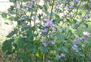 Malva
