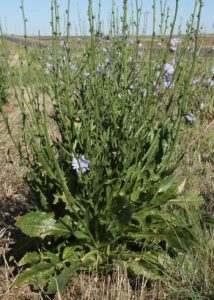 Cichorium intybus