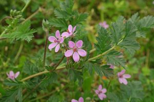 Alfilerito de pastor 