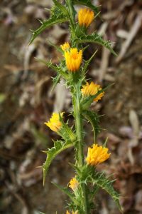 Cardillo o tagarnina