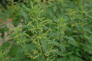 Ortiga, Urtica dioica