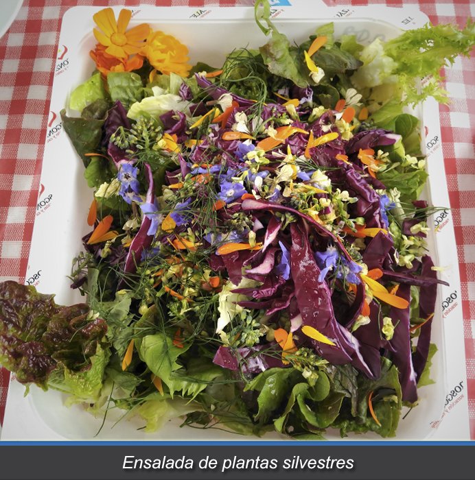 plato vegetal de plantas silvestres