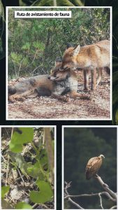 Observación de fauna